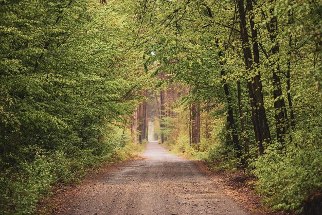 Dunkler launischer Wald