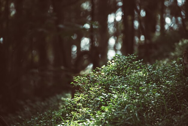 Dunkler launischer Wald