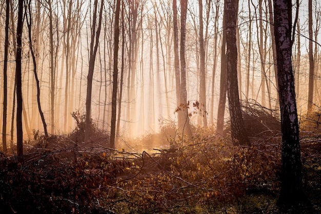 Dunkler mystischer Wald im Herbst des Morgens dringt Licht durch den Nebel