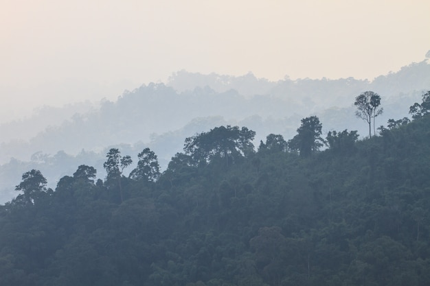 Dunkler verträumter Wald mit Nebel