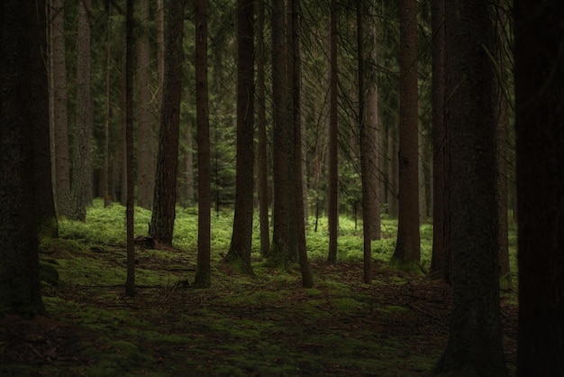 dunkler Wald, beängstigender Wald