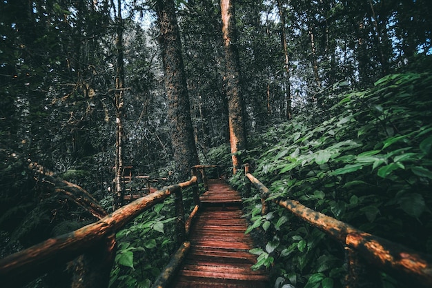 dunkler Wald, beängstigender Wald