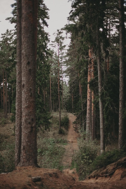 Dunkler Wald in Sumer mit Weg