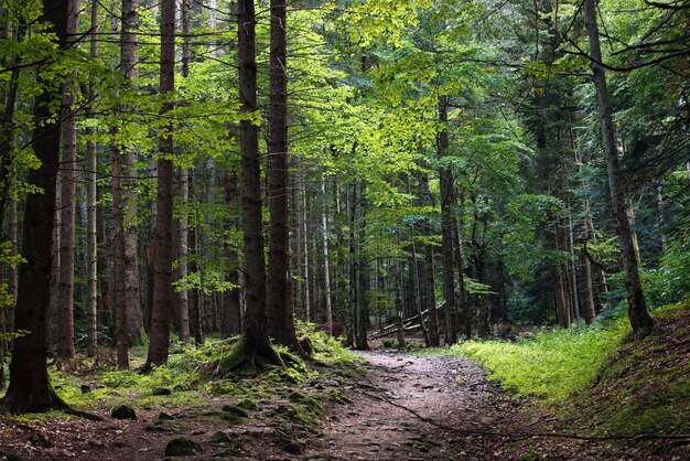 Dunkler Waldweg durch einen dunklen Wald