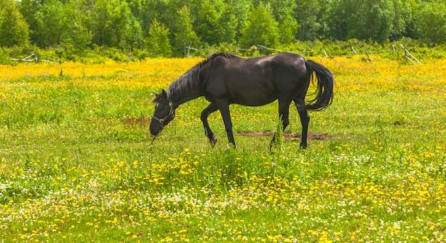 Dunkles Pferd, das auf einem Blumenfeld weiden lässt.