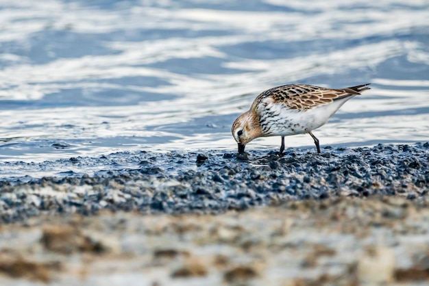 Dunlin en parque natural de la Albufera de Valencia