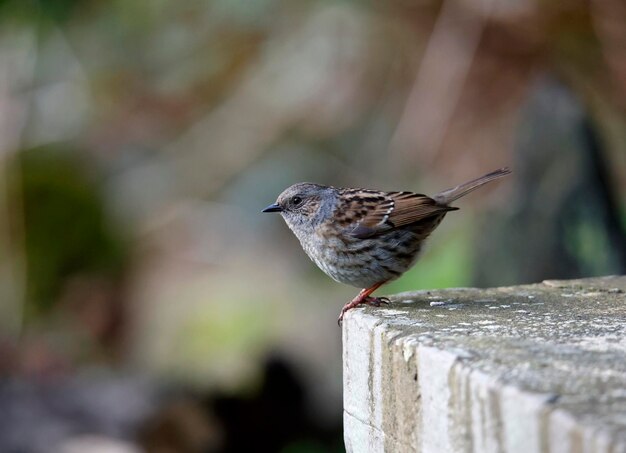 Dunnock cazando insectos en el jardín.