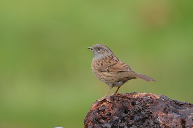 Foto un dunnock de cerca