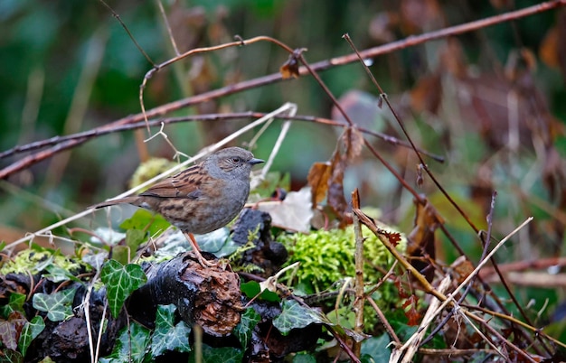 Dunnock empoleirado em um tronco