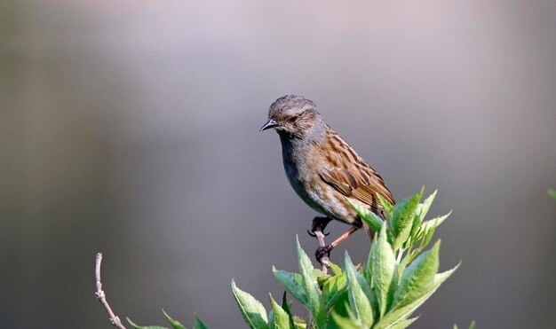 Foto dunnock posado en una rama