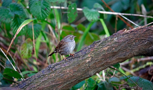 Dunnock posado sobre un tronco