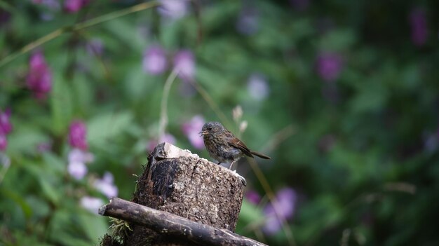 Dunnock en un sitio de bosque