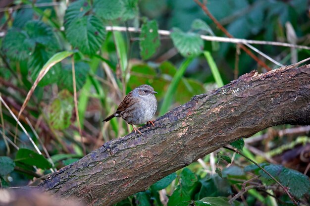 Dunnock thront auf einem Baumstamm