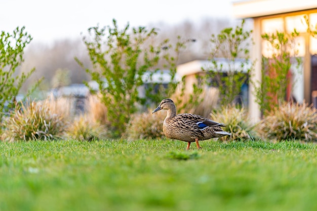 Duque no pato selvagem de grama verde em um prado verde