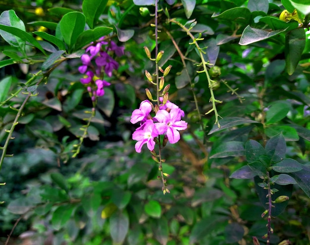 Foto duranta erecta planta flor azul en el árbol en el camino del jardín