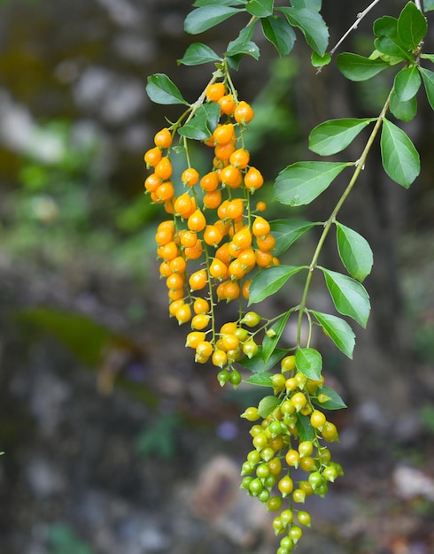 Duranta erecta também conhecida como baga de pombo de gota de orvalho dourada