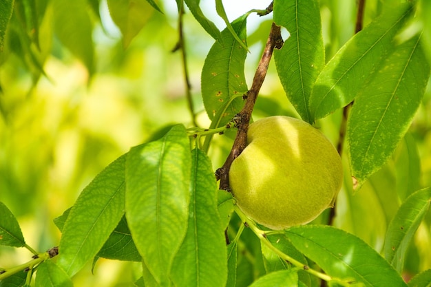 Duraznos en el arbol