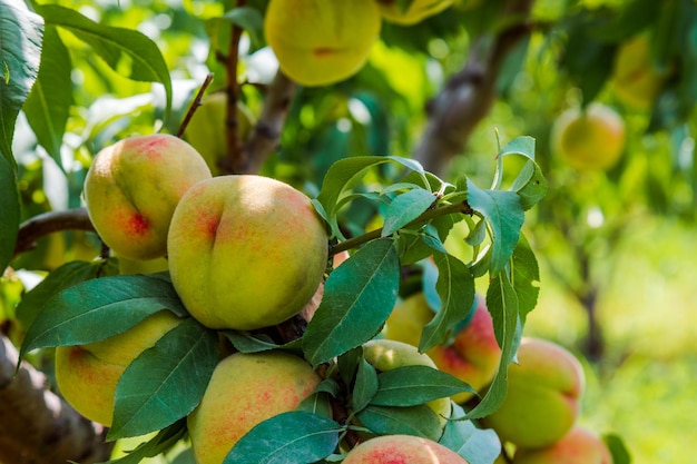 Duraznos que crecen en un árbol Frutas orgánicas Duraznos frescos