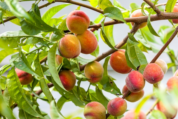 Duraznos rojos y amarillos maduros en rama