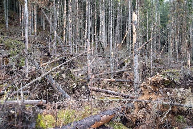 Durch den Hurrikan im Wald beschädigte Bäume.