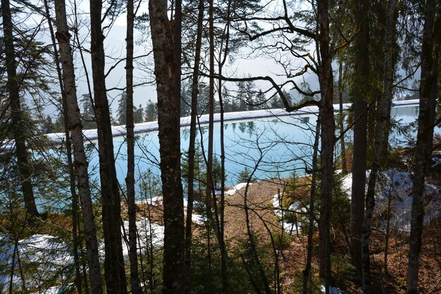 Durch die Bäume im Winterwald ist ein blauer, nicht zugefrorener Fluss zu sehen