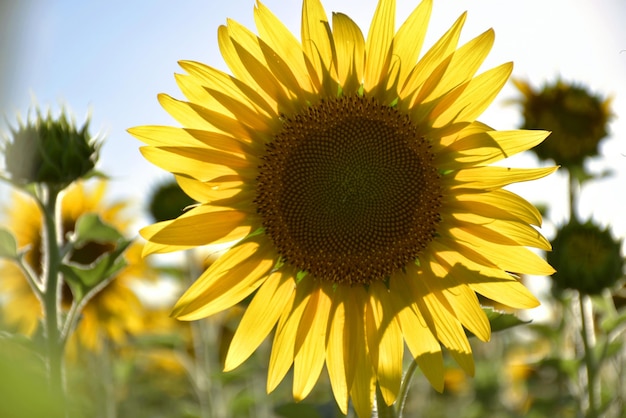 Durch die Blätter der gelben Sonnenblumenblume strömt Sonnenlicht gegen den blauen Himmel und die weißen Wolken