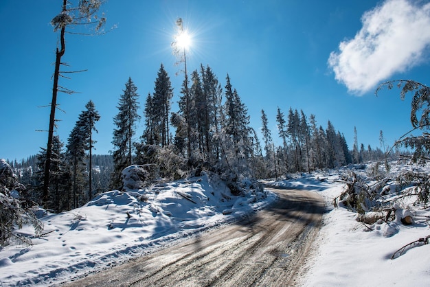 Durch einen Sturm zerstörter Winterwald