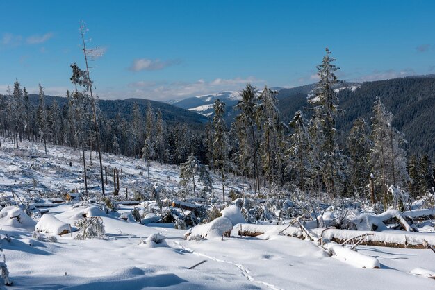 Durch einen Sturm zerstörter Winterwald