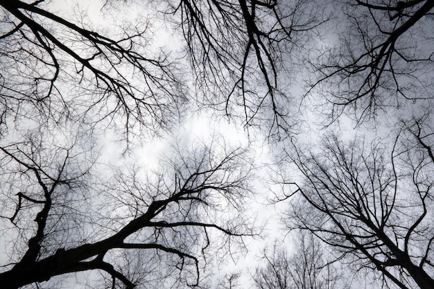 Durch Äste zum grauen Himmel aufblicken