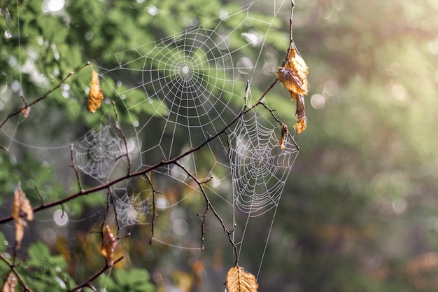 Durchbrochenes Netz auf einem Ast im Wald