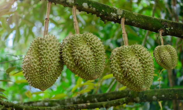 Durian amarillo con corteza espinosa Es una fruta popular