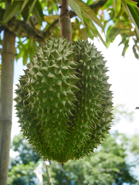 Durian en árbol en huerto tropical.