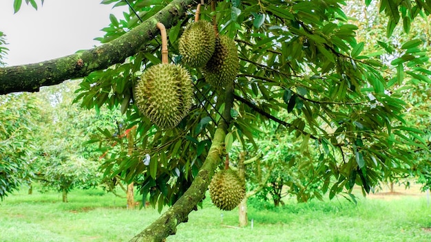 durian en árbol maduro