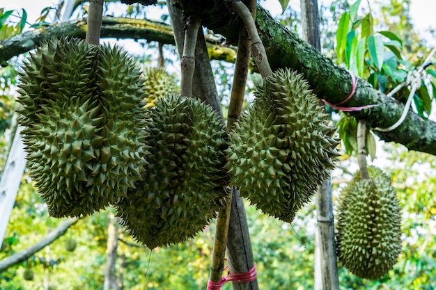 Durian en arbol