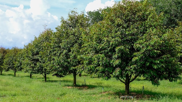 Durian árvore no jardim