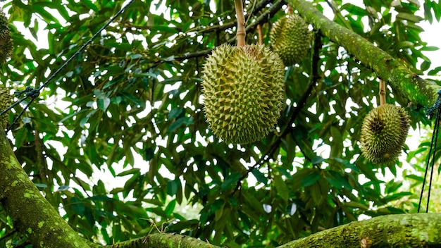 Durian auf ausgewachsenem Baum