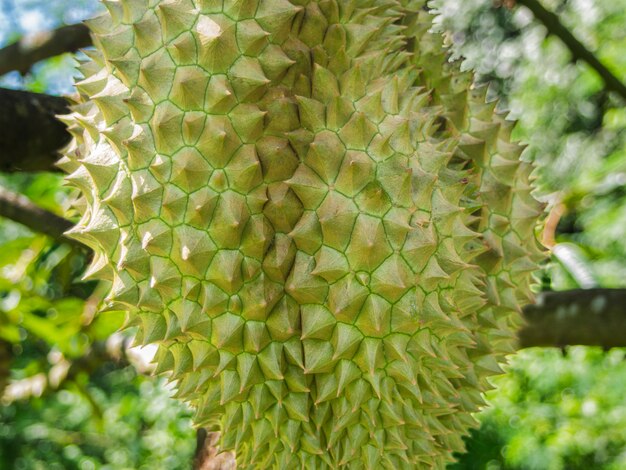 Durian auf den Bäumen im Garten geschlossen.