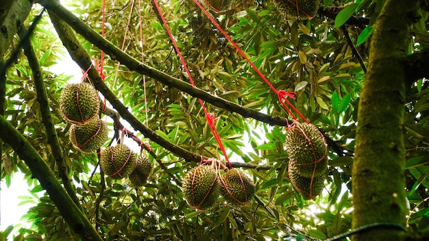 Durian auf der Hand eine Frucht in Thailand