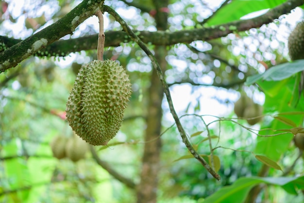 Durian-Baum, Frische Durian-Frucht auf Baum Durians sind der König der Früchte