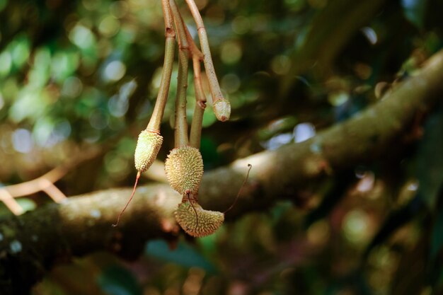 Durian-Blüten werden bald zu Durian-Kugeln