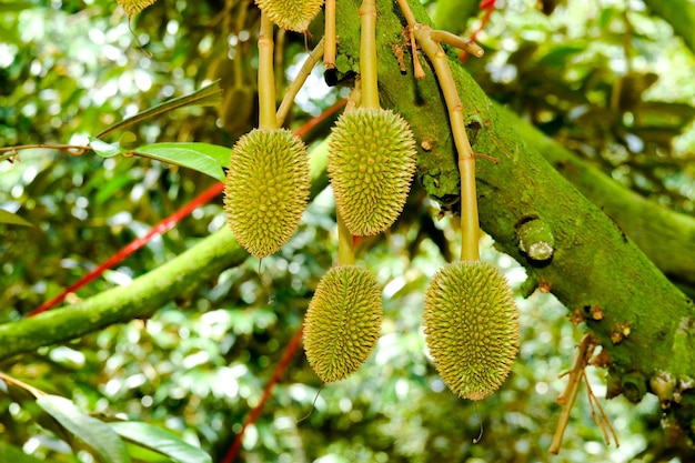 Durian cerca de una planta