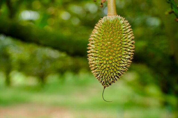 Durian cerca de una planta