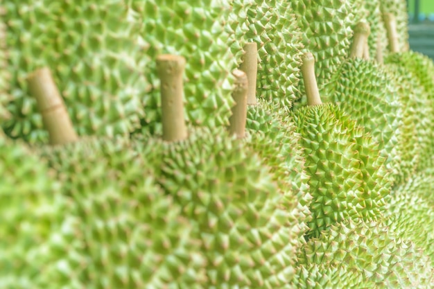 Durian com espinhos verdes prontos para comer