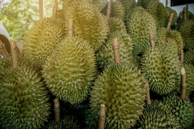 Durian com espinhos verdes