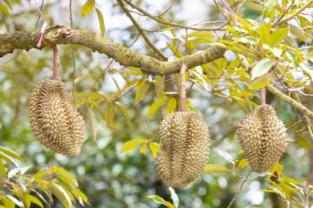 Durian de um mês na árvore, rei das frutas da tailândia