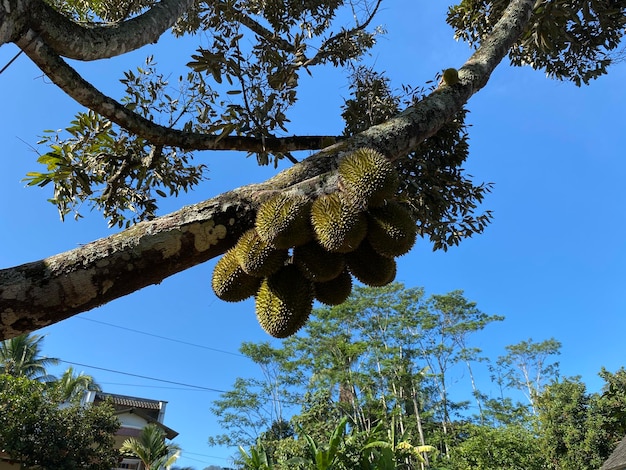 Foto durian durio zibethinus fruto pendurado na árvore pronto para a colheita