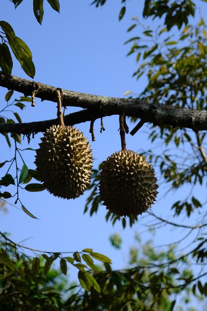 Foto durian é o nome de uma planta tropical originária do sudeste da ásia o nome de seu fruto comestível