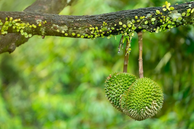 Durian está listo para cosechar los productos en el árbol, esperando que los comerciantes compren y exporten a China.