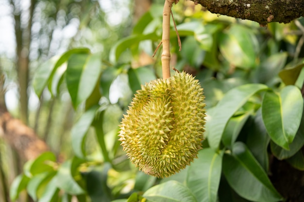 Durian fresco, frutas tropicales en Tailandia