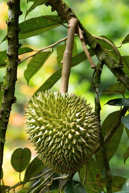 Durian fresco en el huerto